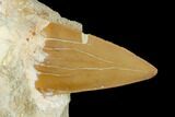 Otodus Shark Tooth Fossil in Rock - Eocene #139932-1